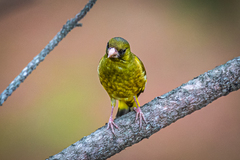 Chloris sinica minor