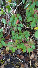 Ernestia granvillei