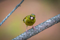 Chloris sinica minor