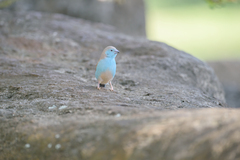 Uraeginthus angolensis