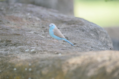 Uraeginthus angolensis