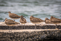 Numenius phaeopus variegatus