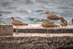 Numenius phaeopus variegatus