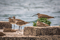 Numenius phaeopus variegatus