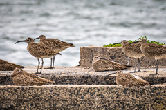 Numenius phaeopus variegatus