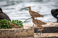 Numenius arquata orientalis