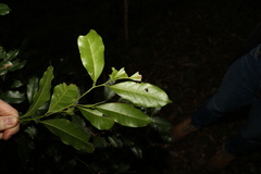 Cryptocarya sclerophylla