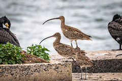 Numenius arquata orientalis