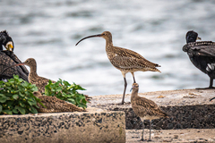 Numenius arquata orientalis