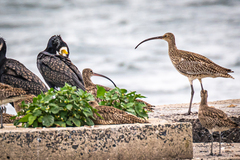 Numenius arquata orientalis