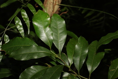 Cryptocarya sclerophylla