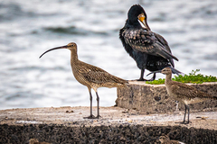 Numenius arquata orientalis