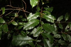 Cryptocarya sclerophylla