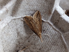 Donacaula forficella