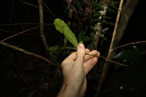 Image of Atractocarpus benthamianus by (c) Greg Tasney, some rights reserved (CC BY-SA)