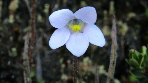 Pinguicula elongata