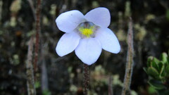 Pinguicula elongata