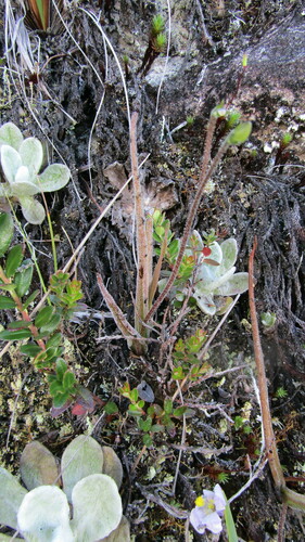 Pinguicula elongata