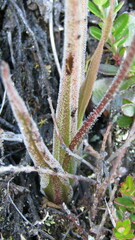 Pinguicula elongata