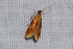 Epicallima formosella