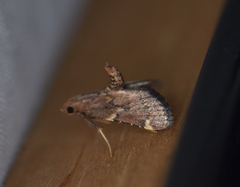 Hypsopygia intermedialis