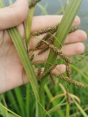 Carex tuminensis