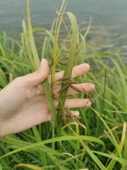 Carex tuminensis