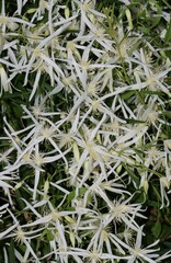 Clematis linearifolia