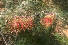 Grevillea dryandri