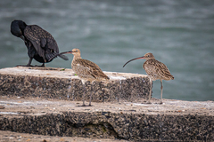 Numenius arquata orientalis