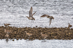 Numenius phaeopus variegatus