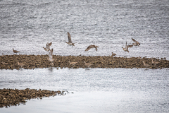 Numenius phaeopus variegatus