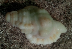 Cymatiidae