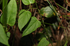 Leichhardtia longiloba