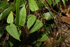 Leichhardtia longiloba