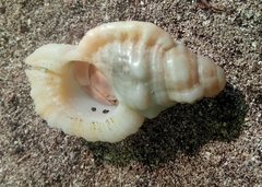 Cymatiidae
