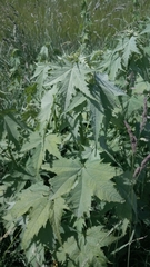 Ripariosida hermaphrodita