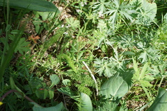 Galium paniculatum