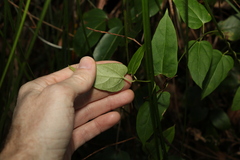 Leichhardtia longiloba