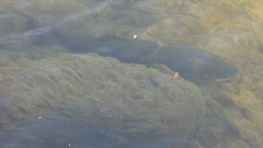Salmo marmoratus