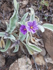 Solanum quadriloculatum