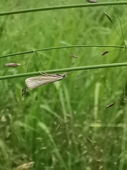Crambus perlella