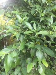 Ficus irisana