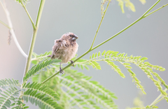 Spermestes cucullata