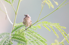 Spermestes cucullata