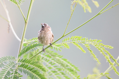 Spermestes cucullata