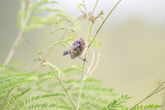 Spermestes cucullata