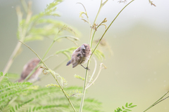 Spermestes cucullata