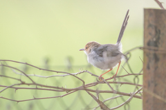 Prinia molleri
