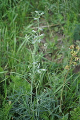 Delphinium laxiflorum